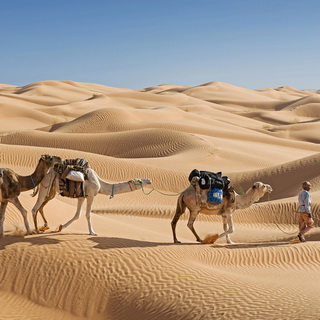 Camels
